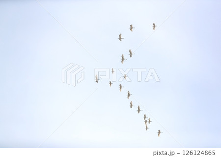 群れで飛ぶシラサギ 群れで飛ぶシラサギ 126124865