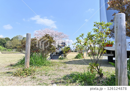 桜を見ながら愛犬とお花見キャンプをする男性 ロングコートチワワ 桜を見ながら愛犬とお花見キャンプをする男性 ロングコートチワワ 126124878