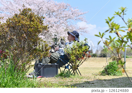 桜を見ながら愛犬とお花見キャンプをする男性　ロングコートチワワ　 126124880