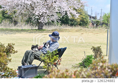 桜を見ながら愛犬とお花見キャンプをする男性　ロングコートチワワ　 126124881