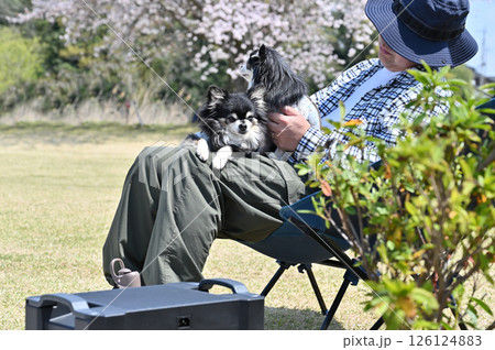 桜を見ながら愛犬とお花見キャンプをする男性　ロングコートチワワ　 126124883