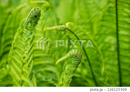 Emerald spirals of delicate fern fronds emerge from the shadowy undergrowth, close-up Emerald spirals of delicate fern fronds emerge from the shadowy undergrowth, close-up 126125309