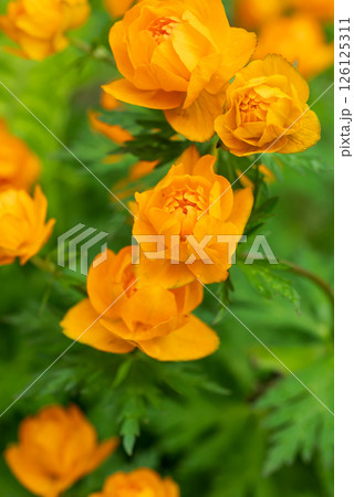 Asian globeflower Trollius asiaticus, a delicate dance of texture and color, offer a vibrant splash of optimism Asian globeflower Trollius asiaticus, a delicate dance of texture and color, offer a vibrant splash of optimism 126125311