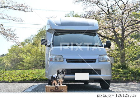 愛犬と春のドライブ　満開の桜並木とキャンピングカー　ロングコートチワワ 126125318