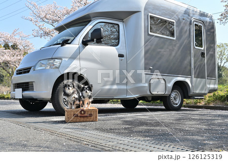 愛犬と春のドライブ　満開の桜並木とキャンピングカー　ロングコートチワワ 126125319