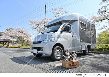 愛犬と春のドライブ　満開の桜並木とキャンピングカー　ロングコートチワワ 126125321