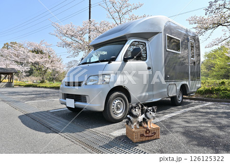愛犬と春のドライブ 満開の桜並木とキャンピングカー ロングコートチワワ 愛犬と春のドライブ 満開の桜並木とキャンピングカー ロングコートチワワ 126125322
