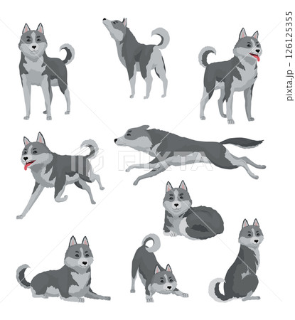 Cute gray wolf in different poses. Cartoon character of dangerous mammalian animal. Vector flat illustration isolated on white background 126125355