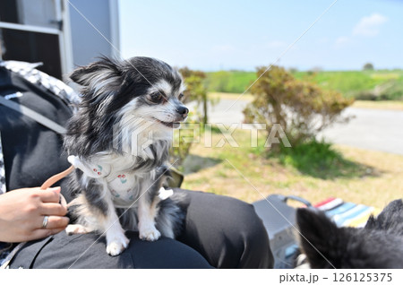 愛犬とオートキャンプを楽しむ女性　チワワ　キャンピングカー 126125375