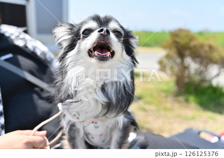 愛犬とオートキャンプを楽しむ女性 チワワ キャンピングカー 愛犬とオートキャンプを楽しむ女性 チワワ キャンピングカー 126125376