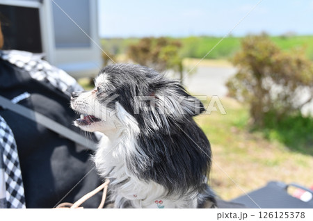 愛犬とオートキャンプを楽しむ女性　チワワ　キャンピングカー 126125378