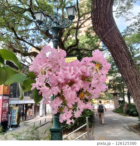 ハート型の花房 126125380