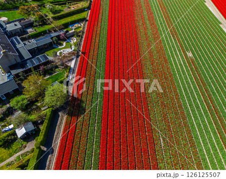 Aerial view of vibrant tulip fields in full bloom, surrounding industrial buildings in a rural landscape. Colorful rows of flowers stretch toward the horizon, blending nature with agriculture. 126125507