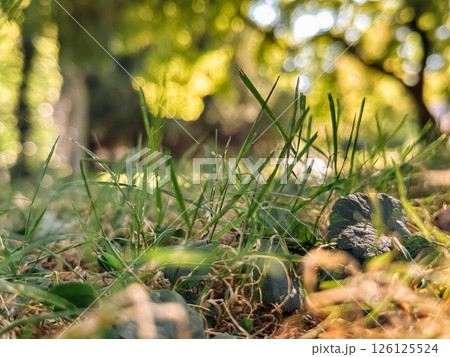 Close up of a grassy area with some rocks scattered around 126125524