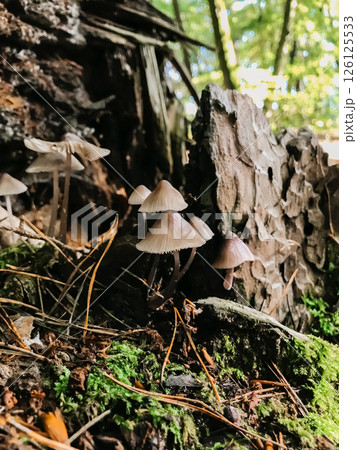 A group of mushrooms growing on a log A group of mushrooms growing on a log 126125533