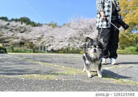 カメラを持って愛犬と満開の桜並木を散歩する女性 カメラを持って愛犬と満開の桜並木を散歩する女性 126125568