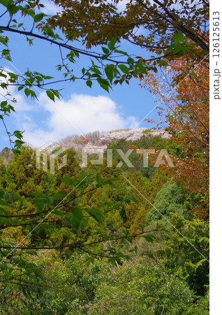 桜川市の登山道から山頂付近の満開のヤマザクラ風景 126125613