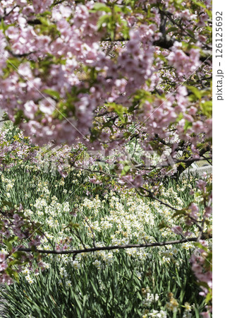 春の青空に映える満開の水仙とカワズサクラ 126125692