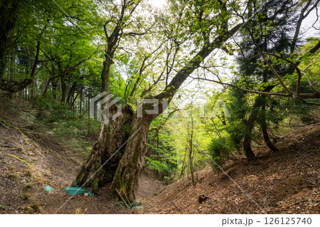 新緑の君尾山の大トチノキ(京都府綾部市) 新緑の君尾山の大トチノキ(京都府綾部市) 126125740