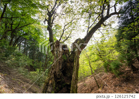 新緑の君尾山の大トチノキ(京都府綾部市) 新緑の君尾山の大トチノキ(京都府綾部市) 126125742