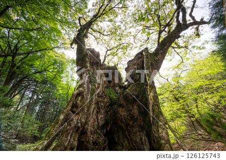 新緑の君尾山の大トチノキ(京都府綾部市) 新緑の君尾山の大トチノキ(京都府綾部市) 126125743