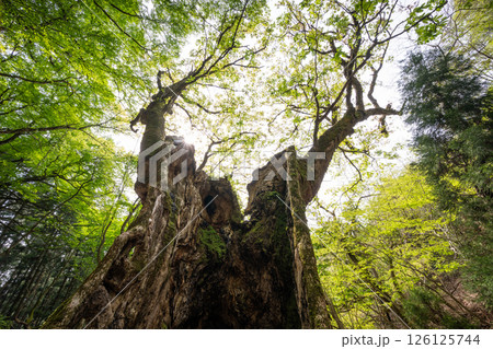 新緑の君尾山の大トチノキ（京都府綾部市） 126125744