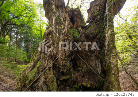 新緑の君尾山の大トチノキ(京都府綾部市) 新緑の君尾山の大トチノキ(京都府綾部市) 126125745