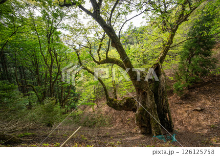 新緑の君尾山の大トチノキ（京都府綾部市） 126125758