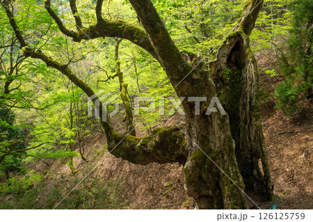新緑の君尾山の大トチノキ（京都府綾部市） 126125759