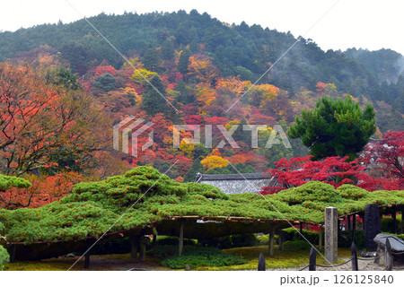 霧に包まれた紅葉の情景　遊龍の松 126125840