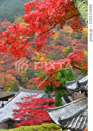紅葉に包まれた善峯寺 紅葉に包まれた善峯寺 126125848