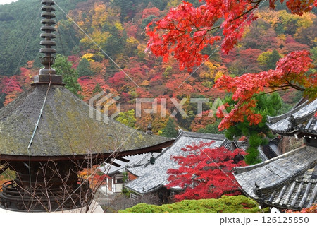 紅葉に包まれた善峯寺の多宝塔 126125850