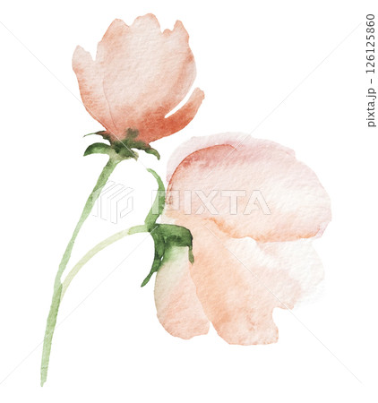 Watercolor light pink wild flowers isolated illustration, floral wedding and greeting element Watercolor light pink wild flowers isolated illustration, floral wedding and greeting element 126125860