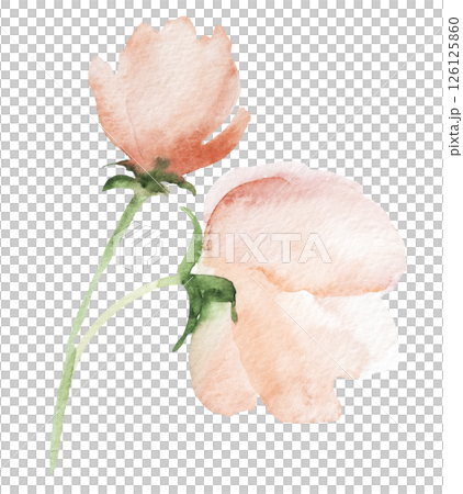 Watercolor light pink wild flowers isolated illustration, floral wedding and greeting element Watercolor light pink wild flowers isolated illustration, floral wedding and greeting element 126125860