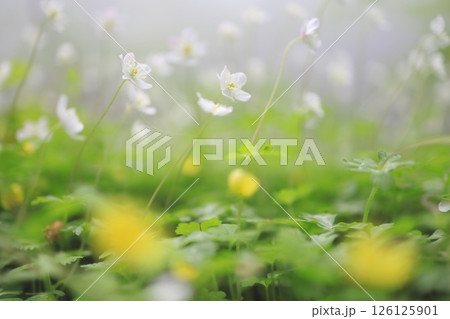 金剛山カトラ谷のニリンソウ畑 金剛山カトラ谷のニリンソウ畑 126125901