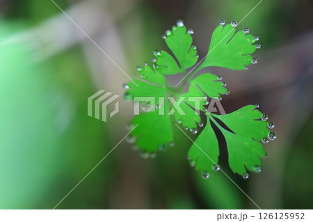 葉の水孔から出た水滴 126125952