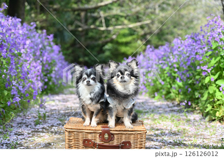 2匹の仲良しチワワとムラサキハナナ 2匹の仲良しチワワとムラサキハナナ 126126012