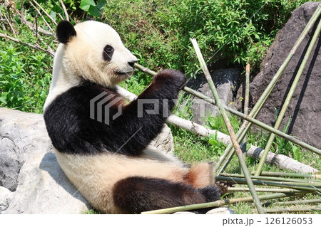 笹を食べるパンダ 126126053