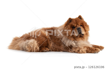 Chow-Chow laying on the floor Chow-Chow laying on the floor 126126106