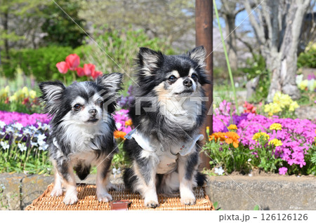 チューリップが咲くカラフルな花壇と2匹の可愛いチワワ チューリップが咲くカラフルな花壇と2匹の可愛いチワワ 126126126