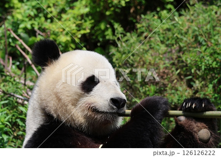 笹を食べるパンダ 笹を食べるパンダ 126126222