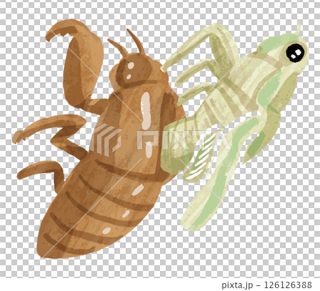 Simple cicada vector illustration 126126388