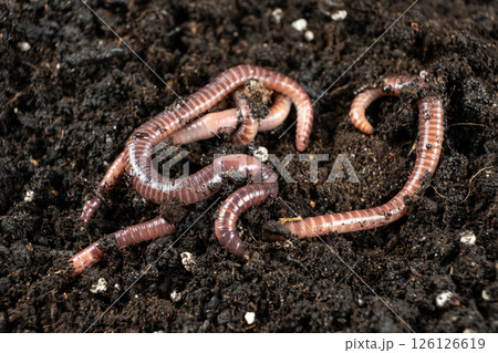 Group of Earthworms Crawling on Moist Soil Group of Earthworms Crawling on Moist Soil 126126619