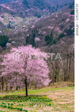 【陸郷の山桜】桜仙峡【北安曇郡池田町】 【陸郷の山桜】桜仙峡【北安曇郡池田町】 126126710