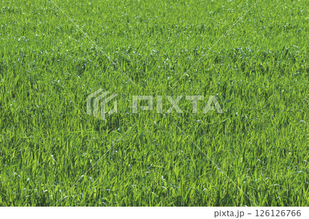Green grass 126126766