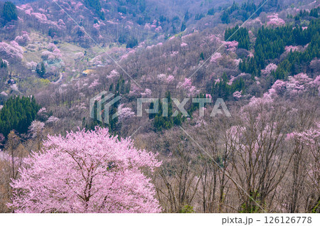 【陸郷の山桜】桜仙峡【北安曇郡池田町】 126126778