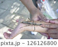 Stick Insect on Child Arm. Nature and Wildlife Interaction. 126126800
