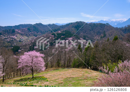 【陸郷の山桜】桜仙峡【北安曇郡池田町】 【陸郷の山桜】桜仙峡【北安曇郡池田町】 126126808