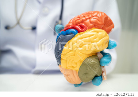 Alzheimer disease, Asian doctor holding brain anatomy model for study diagnosis and treatment in hospital. Alzheimer disease, Asian doctor holding brain anatomy model for study diagnosis and treatment in hospital. 126127113
