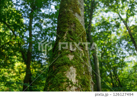 Moss-Covered Tree Trunk in Lush Green Forest 126127494